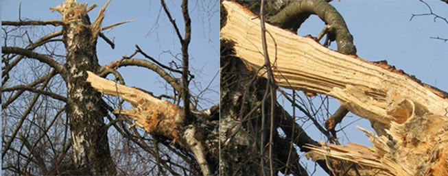 The birch tree that allegedly cut off the wing. Source: J. Gruszczyński, C. Cieszewski